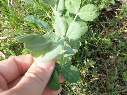 Lathyrus oleraceus