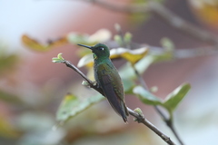 Heliodoxa rubricauda