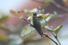 Heliodoxa rubricauda