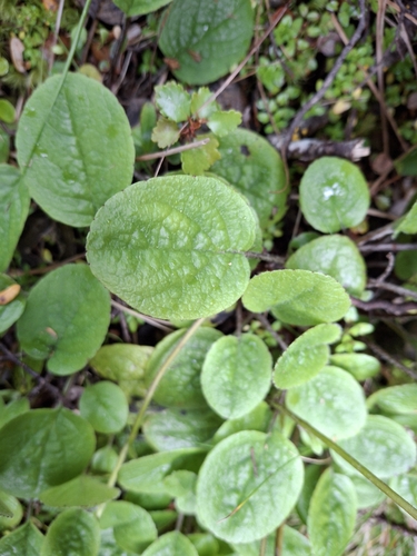 Brachyglottis southlandica observed 2026-04-26