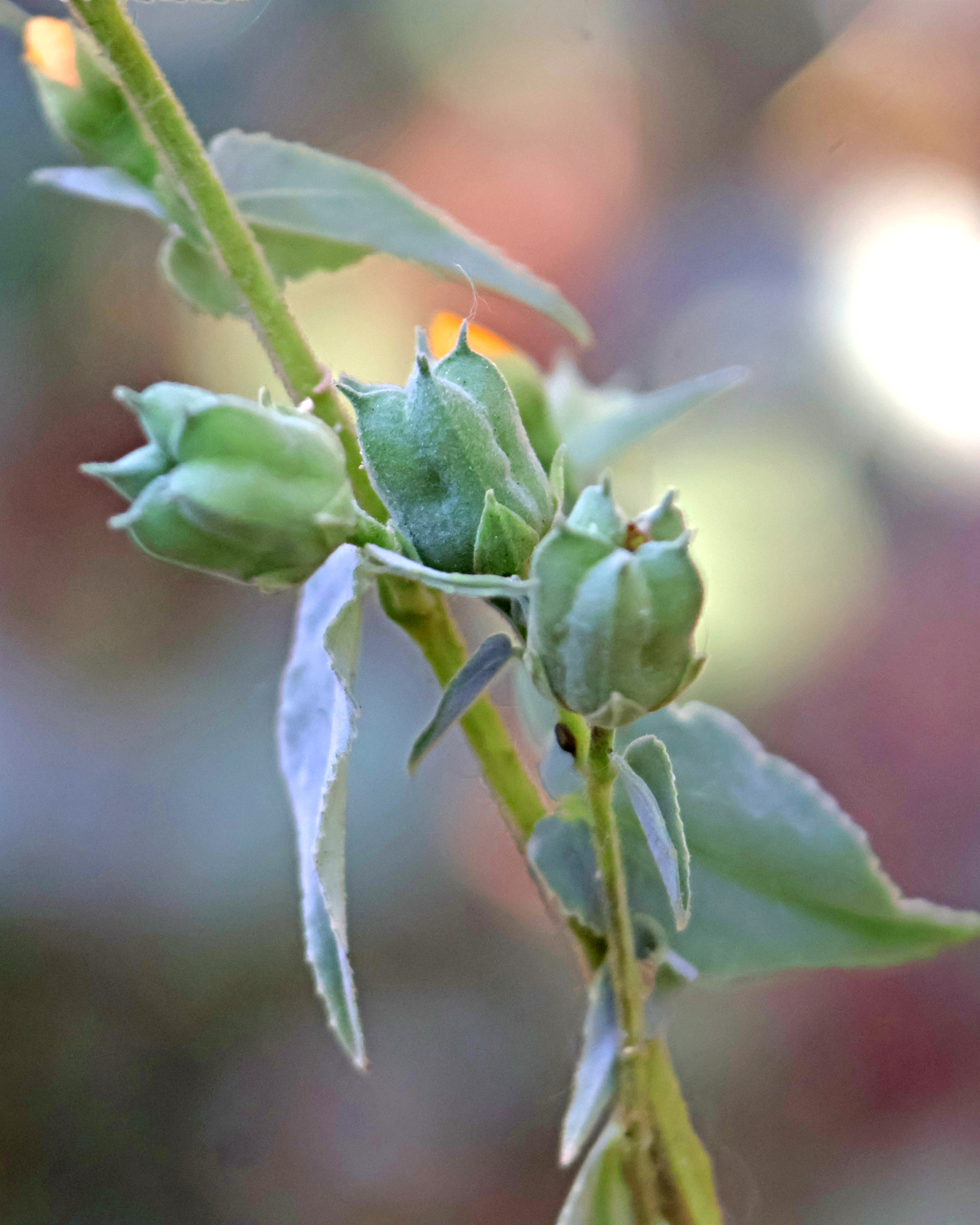 Abutilon mucronatum J.E.Fryxell 2