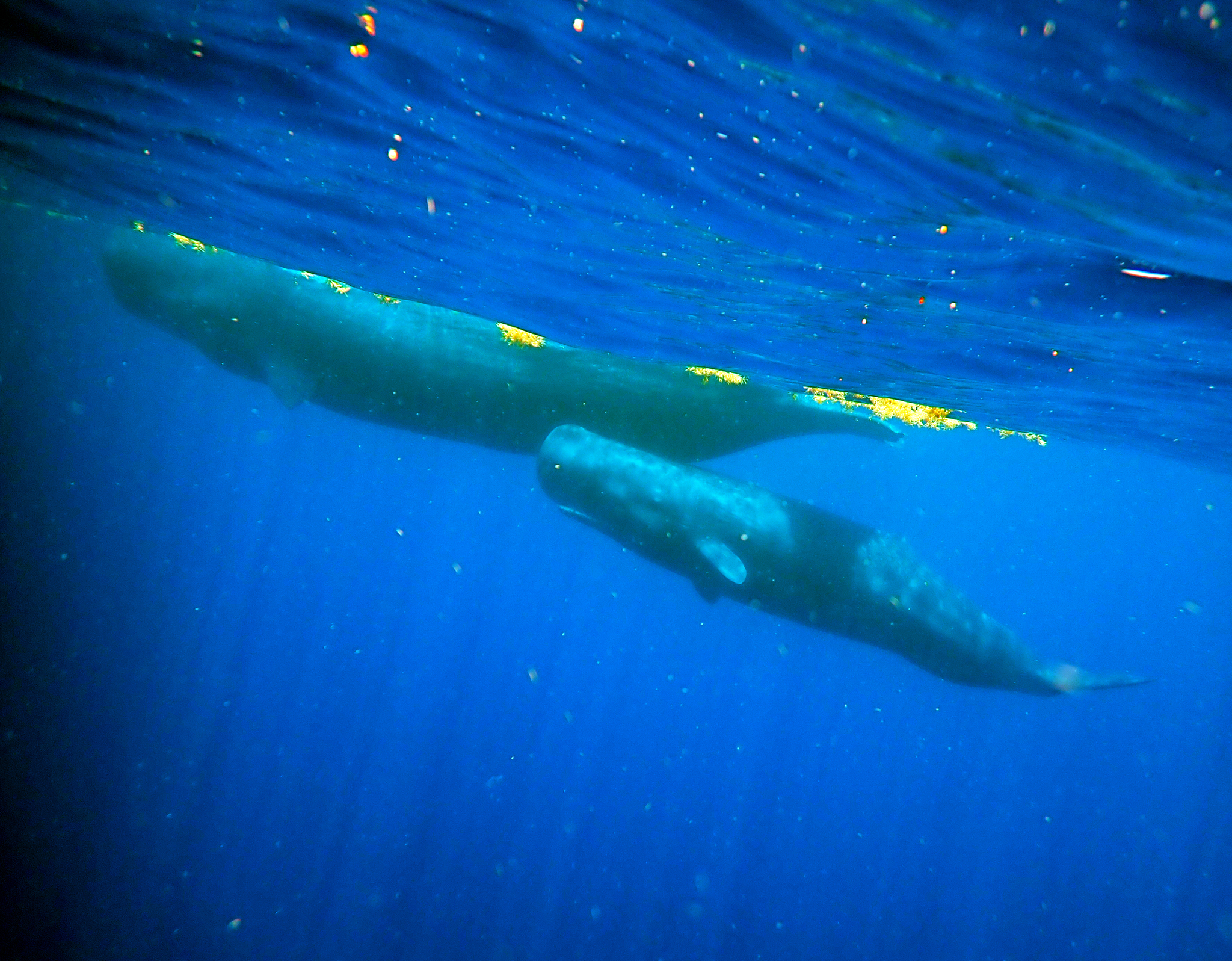 Physeter macrocephalus