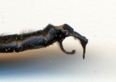 Somatochlora tenebrosa