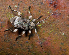 Leptostylus transversus