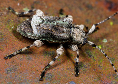 Leptostylus transversus