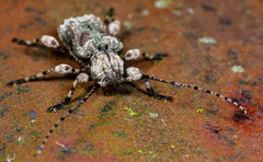 Leptostylus transversus