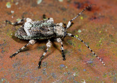 Leptostylus transversus