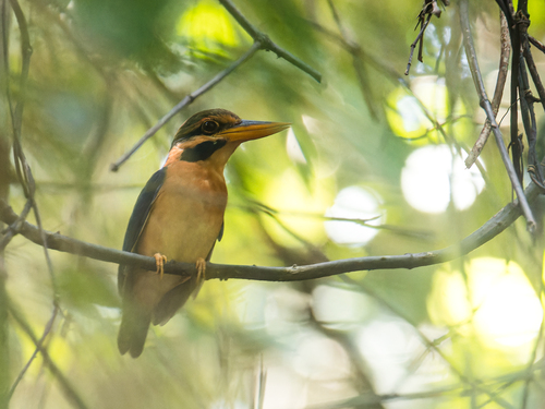 Rufous-collared Kingfisher