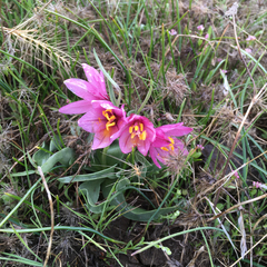 Fritillaria pluriflora