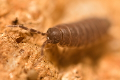 Porcellionides aternanus