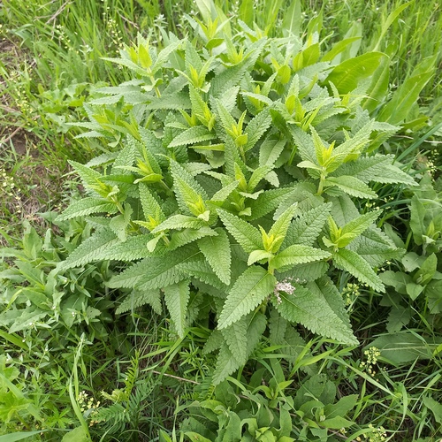 Betonica betoniciflora, photograph 2