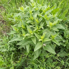 Betonica betoniciflora, photograph (c) Alexander Dubynin, some rights reserved (CC BY)