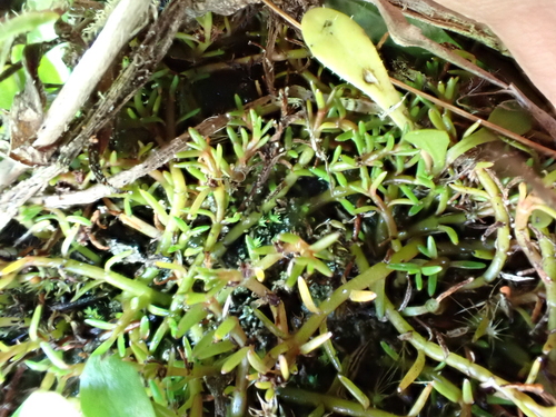 Myriophyllum pedunculatum observed 2026-04-26