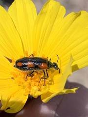 Eupompha elegans