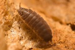 Porcellionides aternanus