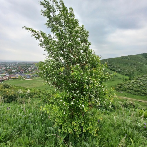 Crataegus chlorocarpa, photograph 2