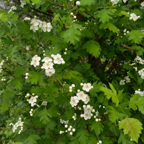 Crataegus chlorocarpa, photograph 1