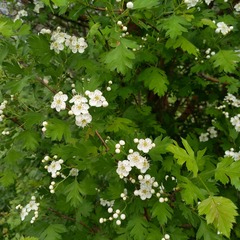 (c) Alexander Dubynin, some rights reserved (CC BY) Crataegus chlorocarpa, photograph (c) Alexander Dubynin, some rights reserved (CC BY)