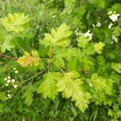Crataegus chlorocarpa
