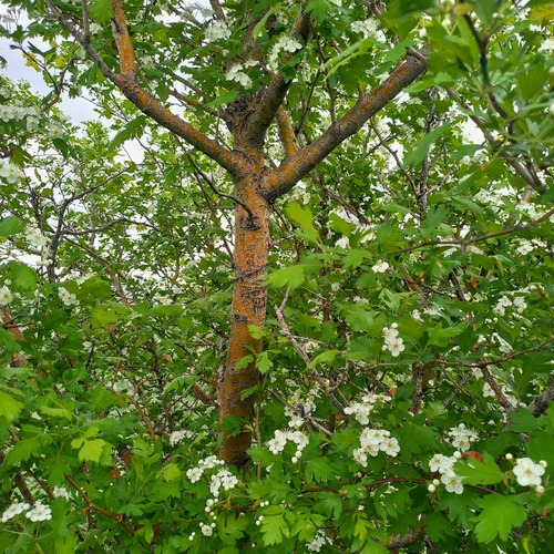Crataegus chlorocarpa, photograph 3