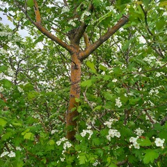 (c) Alexander Dubynin, some rights reserved (CC BY) Crataegus chlorocarpa, photograph (c) Alexander Dubynin, some rights reserved (CC BY)