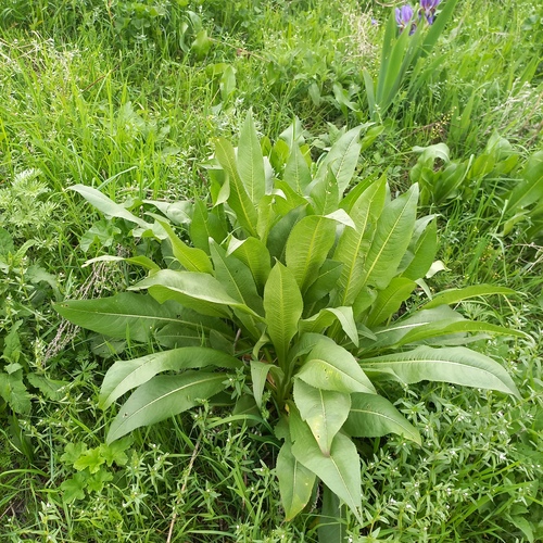 Dipsacus dipsacoides (Dipsacus dipsacoides)