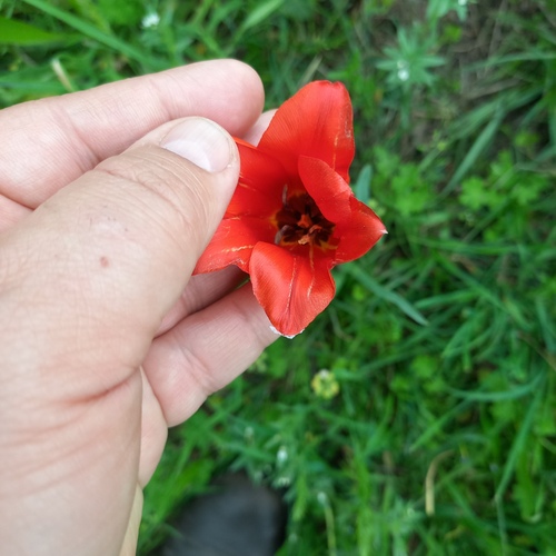 Tulipa ostrowskiana, photograph 4
