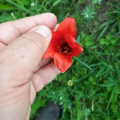 (c) Alexander Dubynin, some rights reserved (CC BY) Tulipa ostrowskiana, photograph (c) Alexander Dubynin, some rights reserved (CC BY)