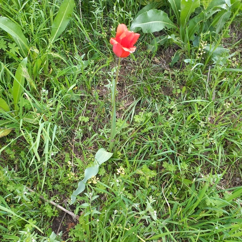 Tulipa ostrowskiana, photograph 6