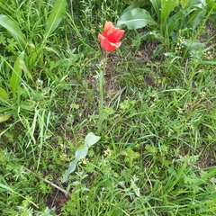 Tulipa ostrowskiana, photograph (c) Alexander Dubynin, some rights reserved (CC BY)