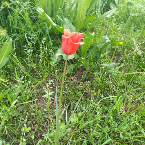 Tulipa ostrowskiana, photograph 5