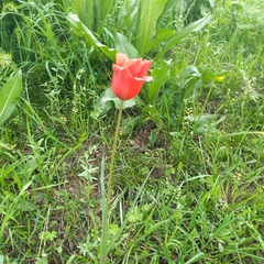 (c) Alexander Dubynin, some rights reserved (CC BY) Tulipa ostrowskiana, photograph (c) Alexander Dubynin, some rights reserved (CC BY)