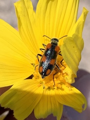 Eupompha elegans