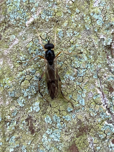 Common Awl-fly
