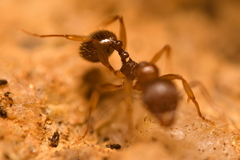 Aphaenogaster subterranea