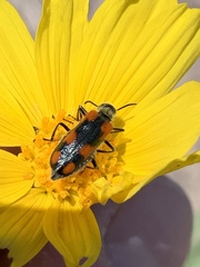 Eupompha elegans