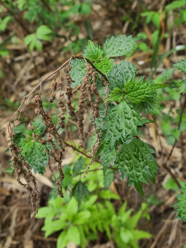 Boehmeria spicata iNat (2)
