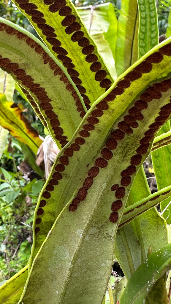 Pyrrosia angustata; photograph author not stated, no rights reserved