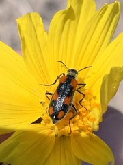 Eupompha elegans