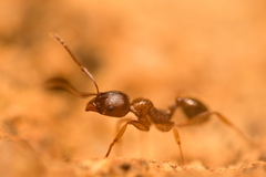 Aphaenogaster subterranea
