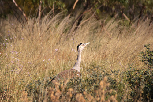 Australian Bustard