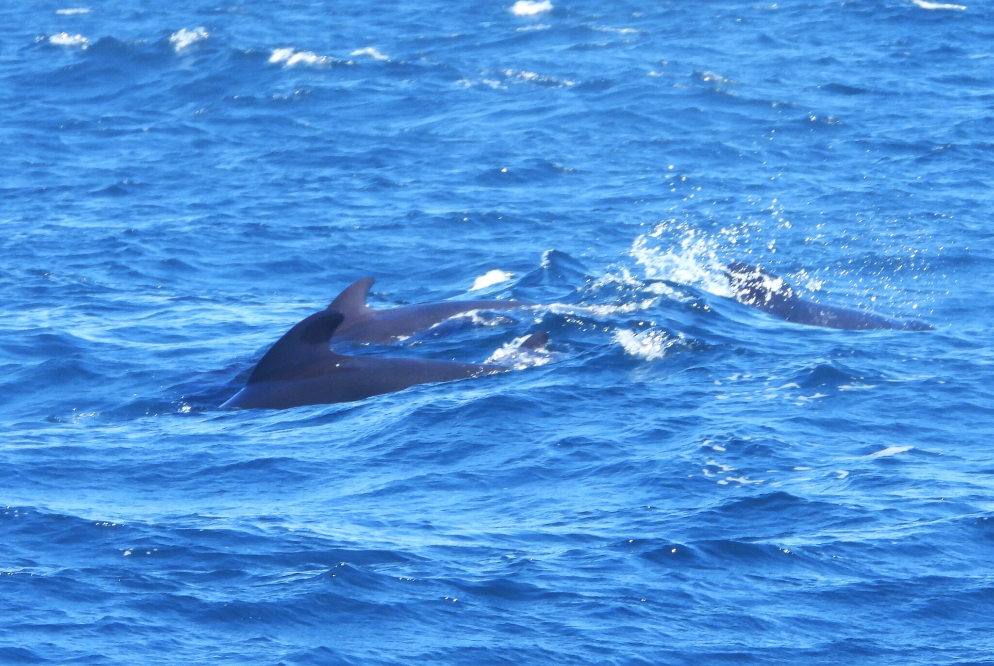 Globicephala melas