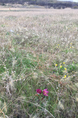 Fritillaria pluriflora