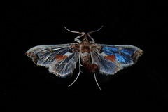 Neoleucinodes elegantalis