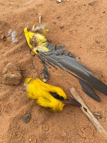 Eurasian Golden Oriole