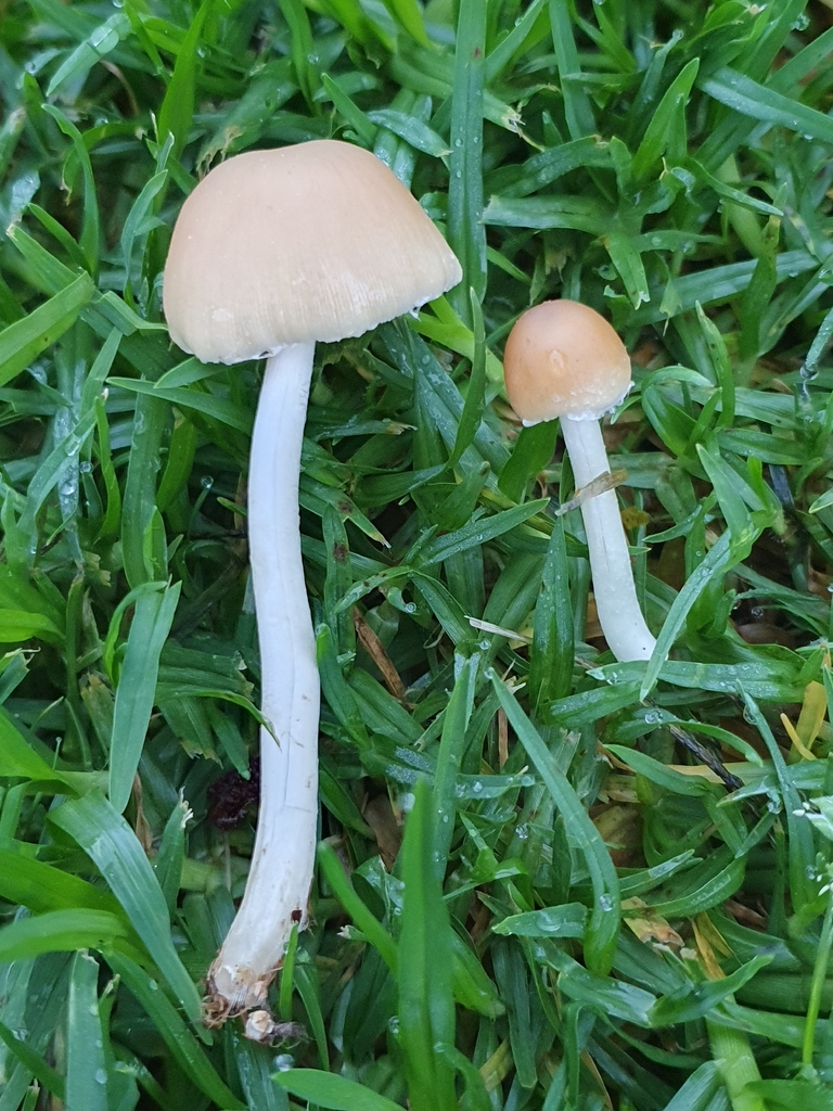 Candolleomyces candolleanus · April 2026 · photo: © corli (iNaturalist, cc-by)