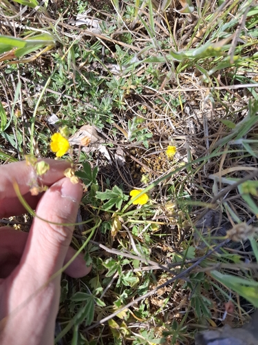 Potentilla incana
