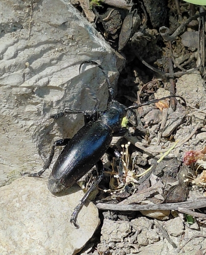 Dorcadion aethiops