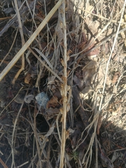 Platanthera unalascensis