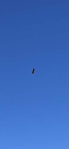 Wedge-tailed Eagle